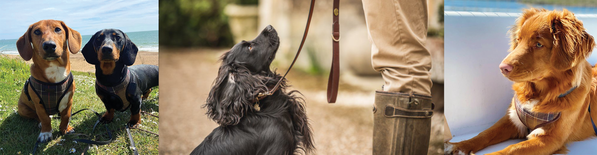 Accessoires pour chiens : les indispensables – Blog BUT